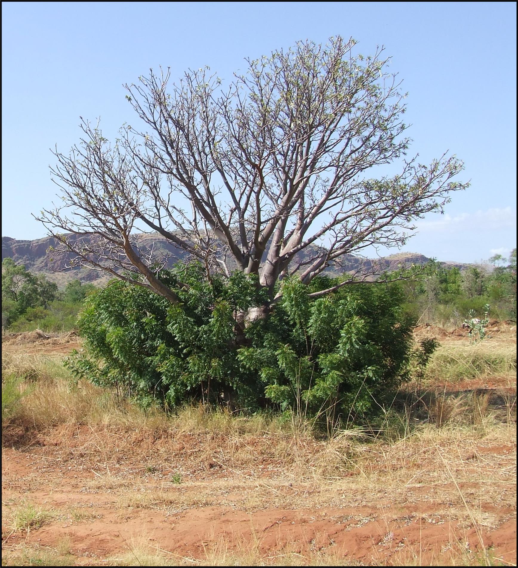 neem on boab